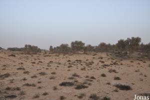 Propriété de l'Alzobair Stud