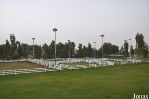 Paddocks pour chevaux à l'Alzobair Stud