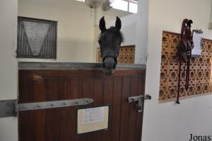 Jeune cheval arabe à l'Alzobair Stud
