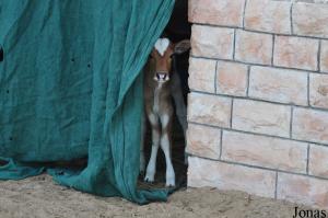 Jeune zébu nain au Sharjah National Park