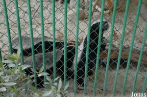 Trois jeunes ratels au Kuwait Zoo