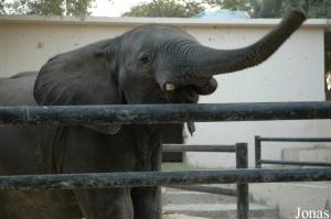 Jeune éléphant africain mâle