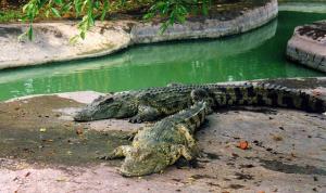 Crocodiles