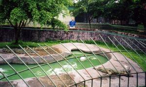 Bassin des crocodiles