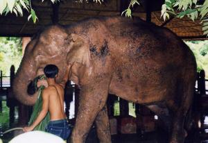 Éléphant blanc