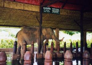 Maison des éléphants