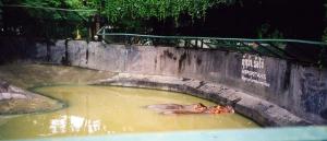 Bassin des hippopotames