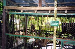 Cage des singes