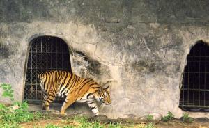 Tigre