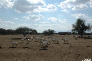Un des enclos des oryx d'Arabie