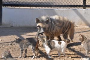 Vieille hyène rayée vivant en bonne compagnie avec quelques chats domestiques