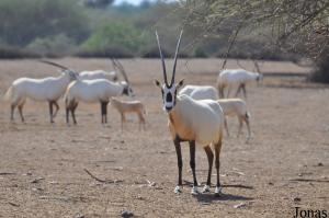 Troupeau d'oryx d'Arabie (Oryx leucoryx)