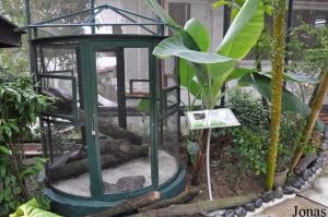 Terrarium des pythons réticulés