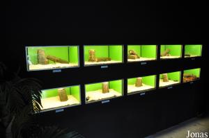 Terrariums pour divers petits reptiles et insectes