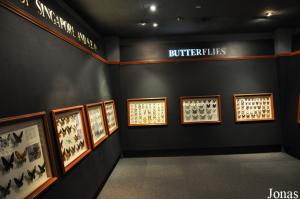 Musée à propos des insectes