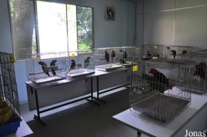 Salle d'élevage pour jeunes perroquets