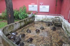 Enclos pour tortues terrestres