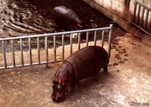 Hippopotames