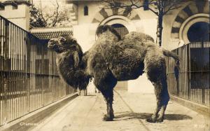 Carte postale