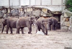 Groupe d'éléphants asiatiques