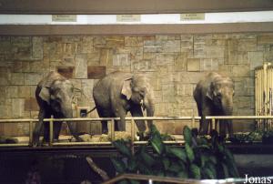 Maison des éléphants