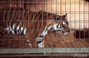 Tigre indochinois