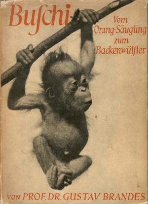 <strong>Buschi, Vom Orang-Säugling zum Backenwülfter</strong>, Prof. Dr. Gustav Brandes, Quelle & Mener, Leipzig, 1939