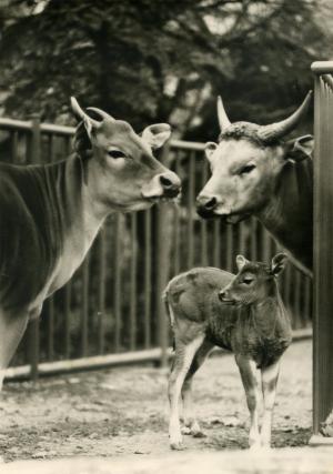 Carte postale