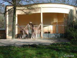 Installation des girafes réticulées