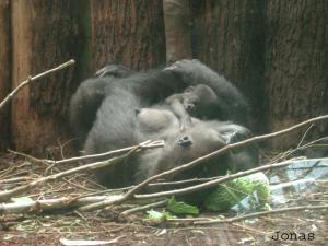 Jeune gorille né le 28 février 2002 et sa mère