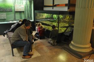 Groupe d'enfants et d'adultes en admiration devant une salamandre géante