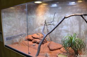 Exposition temporaire à propos de Madagascar - terrarium des lézards Oplurus