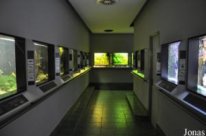 Divers aquariums et terrariums dans la salle qui leur est spécifiquement réservée