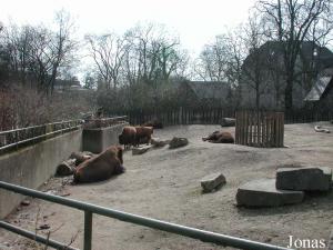Enclos des bisons