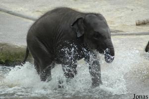 Marla, premier éléphanteau né au Zoo Köln