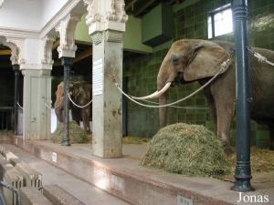 Maison des éléphants avec Pretti en premier plan