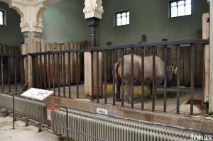 Dernier occupant du bâtiment historiques des pachydermes