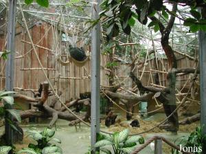 Enclos des gorilles dans la maison des anthropoïdes