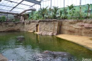 Bassin des hippopotames avec 580 m³ d'eau