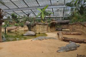 Enclos des crocodiles du Nil au cœur de l'Hippodom