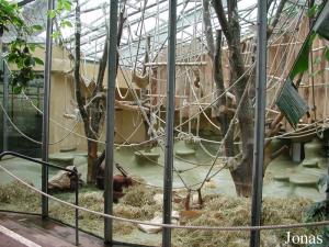 Enclos des orangs-outans dans la maison des anthropoïdes