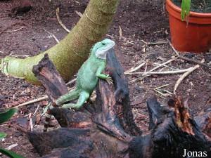 Reptile en liberté dans la serre tropicale