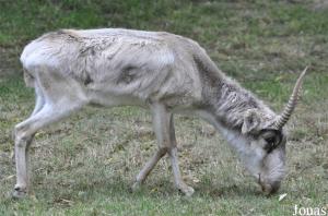 Dernier saïga (Saiga tatarica tatarica) du Zoo Köln