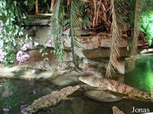 Crocodiles du Nil