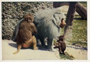 Carte postale