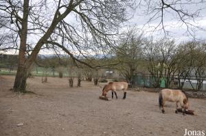 Enclos des chevaux de Przewalski