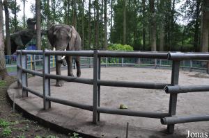 Enclos de l'éléphante africaine