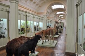 Musée d'Histoire Naturelle