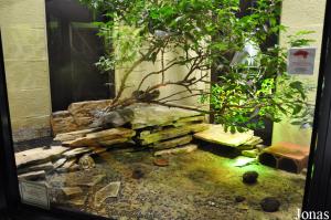 Terrarium des tortues de Kleinmann, des tarentes de Maurétanie et des serpents mangeur d'œufs
