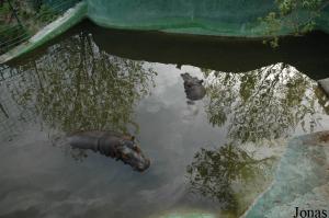 Bassin des deux jeunes hippopotames
